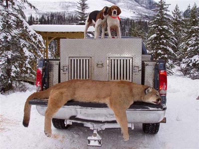 Itcha Mtn Outfitters Mtn Lion Hunt British Cloumbia8
