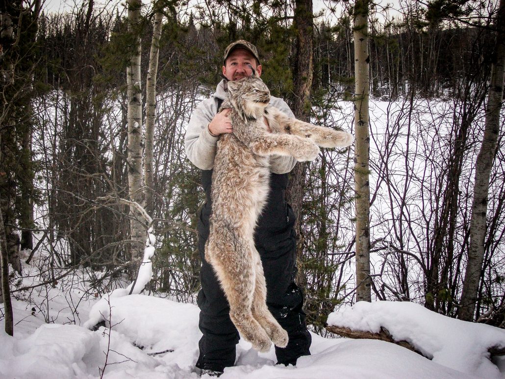 Itcha Mtn Outfitters lynx Hunt British Cloumbia1