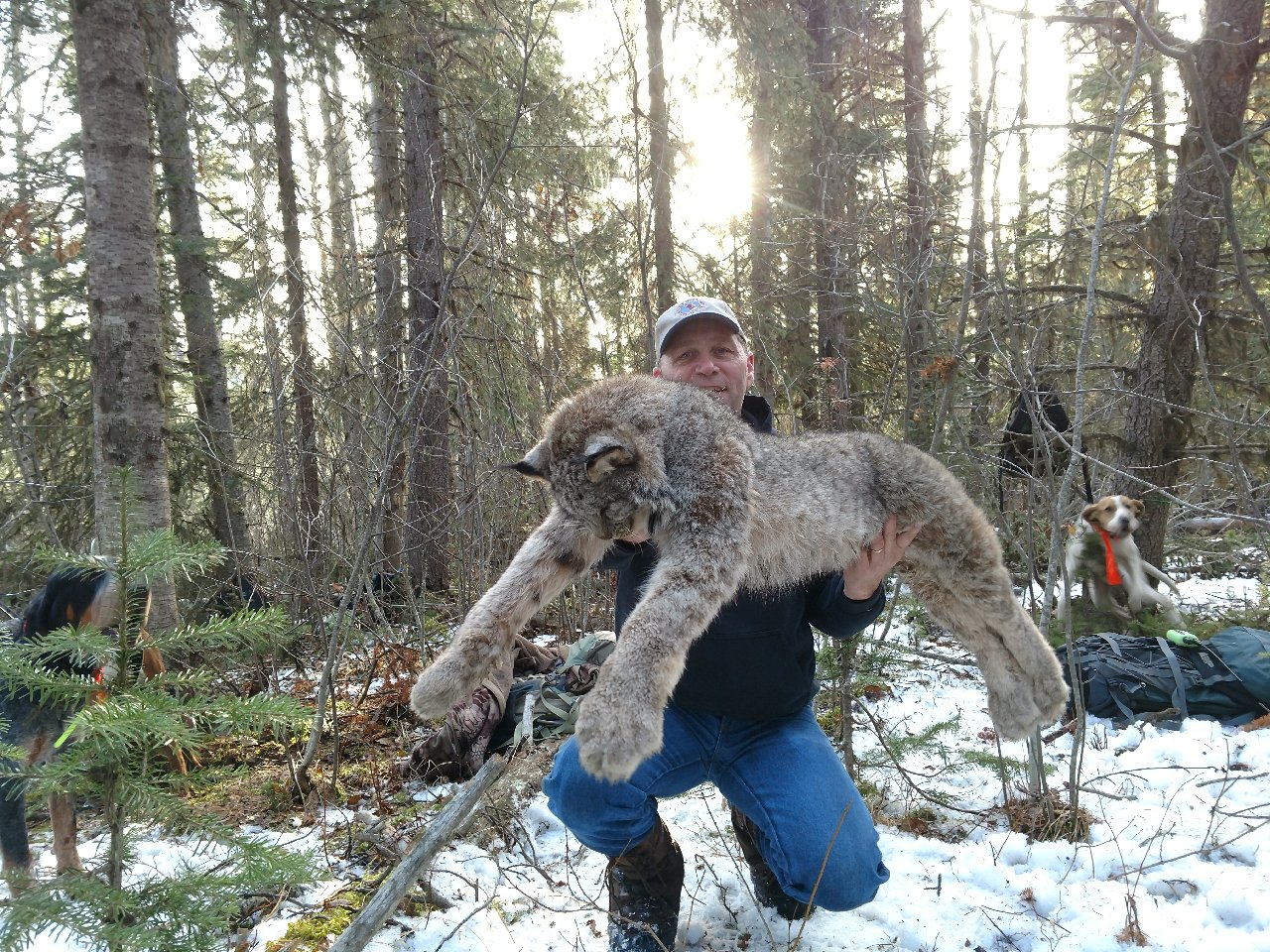 Itcha Mtn Outfitters lynx Hunt British Cloumbia13