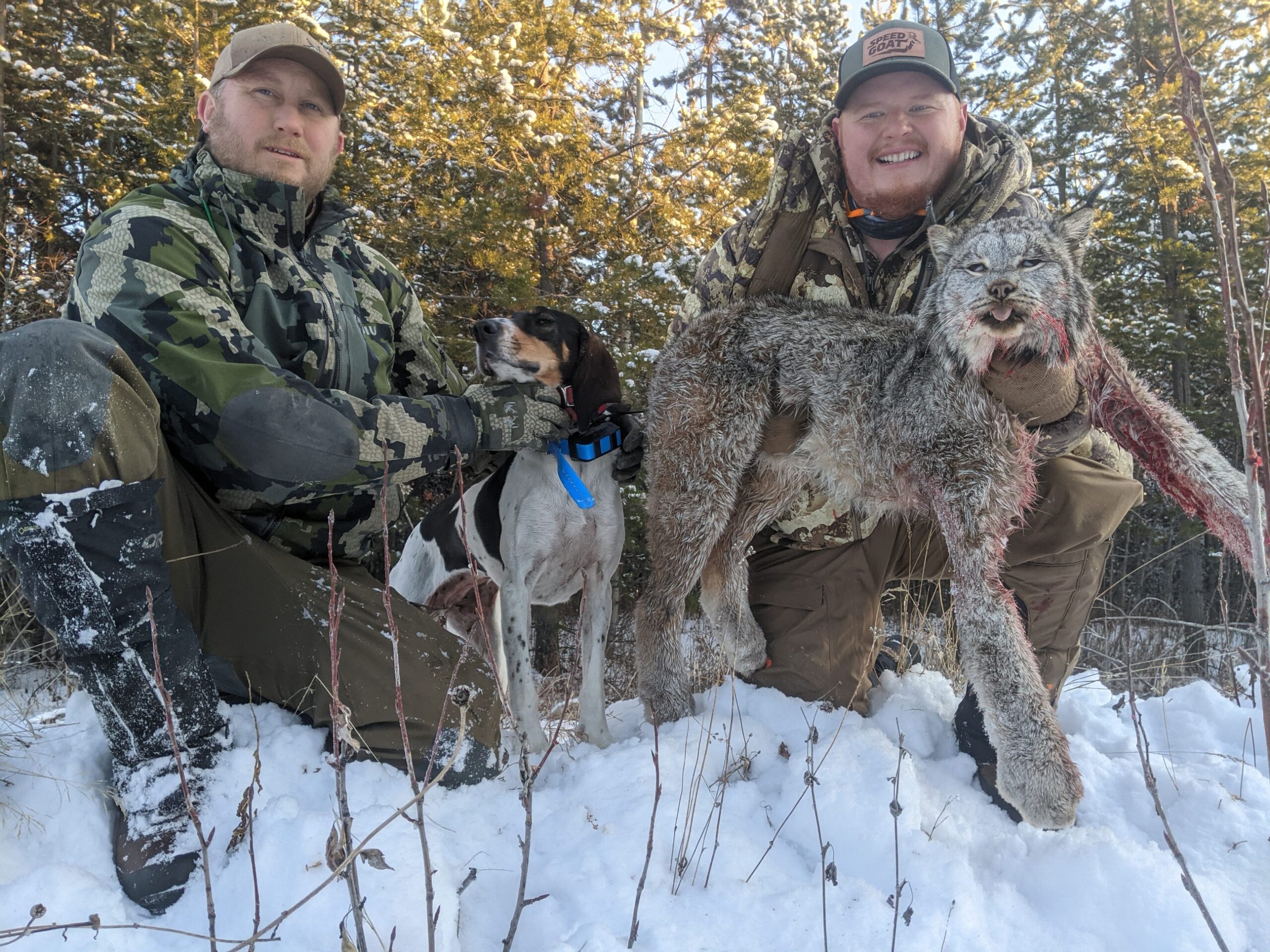 Itcha Mtn Outfitters lynx Hunt British Cloumbia14