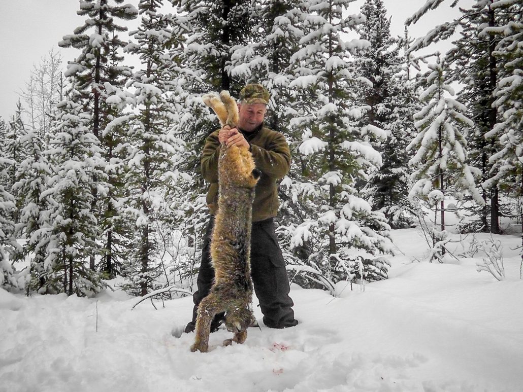 Itcha Mtn Outfitters lynx Hunt British Cloumbia18