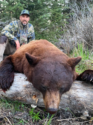 Brown-Bear-Itcha-mtn-outfitters-british-columbia-hunting
