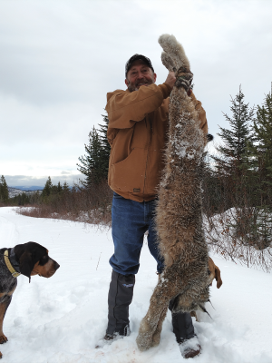 lynx-Itcha-mtn-outfitters-british-columbia-hunting